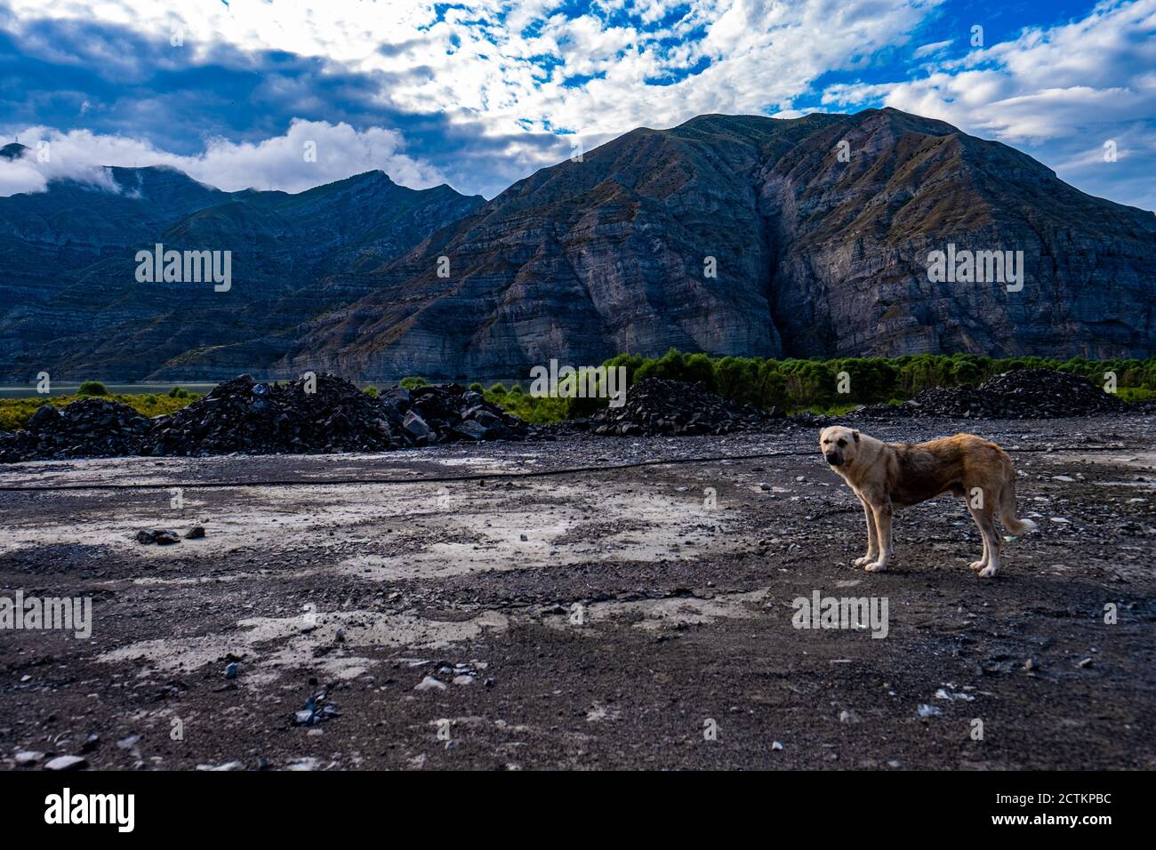 View of standing Anatolian shepherd with the background of a rocky mountain Stock Photo