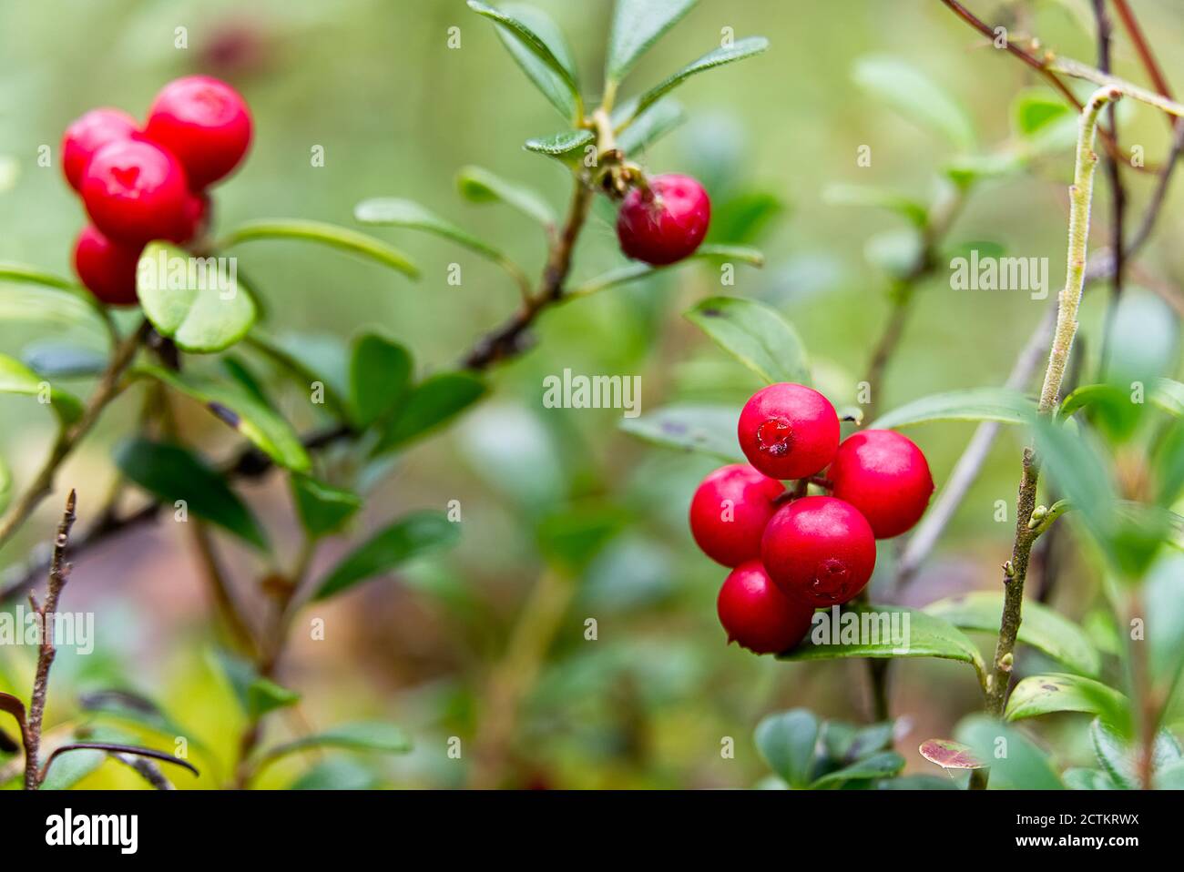 Closeup of red lingonberries in forest with blured background. Ripe red Cowberries Vaccinium vitis-idaea for illustration. Stock Photo