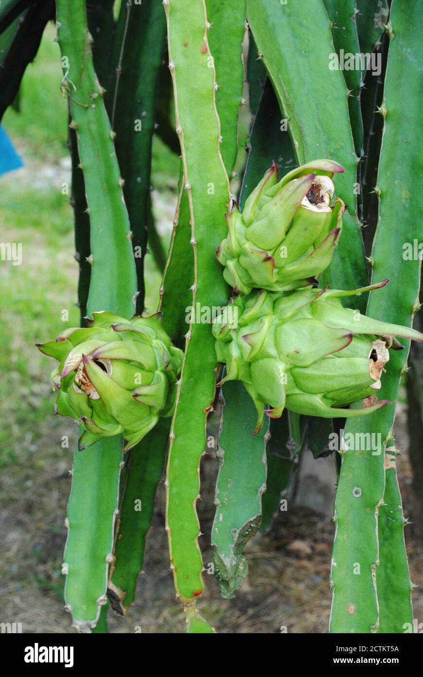 Dragon fruits grow in farm Stock Photo Alamy