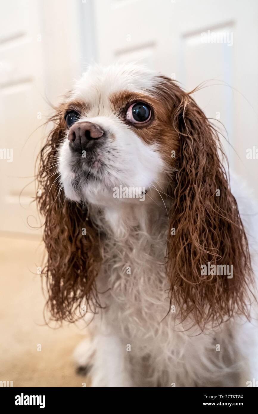 Portrait of an unhappy wet Cavalier King Charles Spaniel, Mandy, after a bath. (PR) Stock Photo