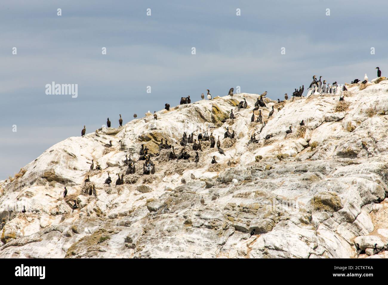 San Juan Islands, Washington, USA. Double-Crested Cormorants nesting on ...