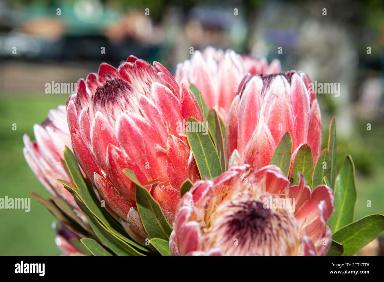 Mudgee wine growing district, NSW, Australia Stock Photo Alamy