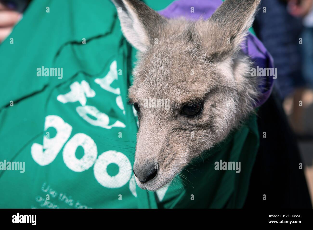 Mudgee wine growing district, NSW, Australia Stock Photo Alamy