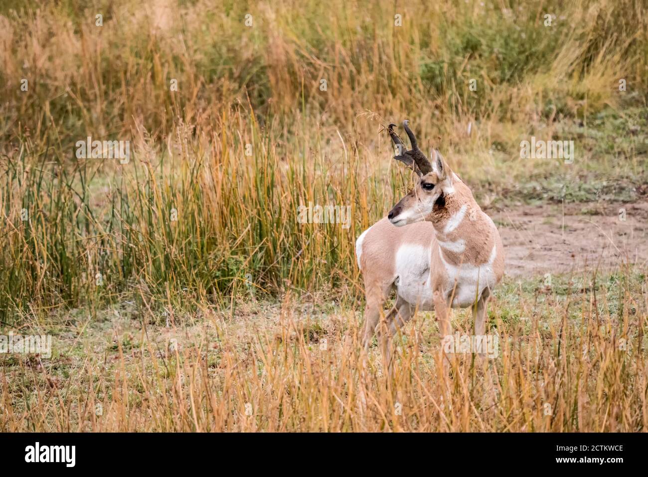 Yellowstone National Park, Wyoming, USA.  Male Pronghorn in chaparral. Stock Photo