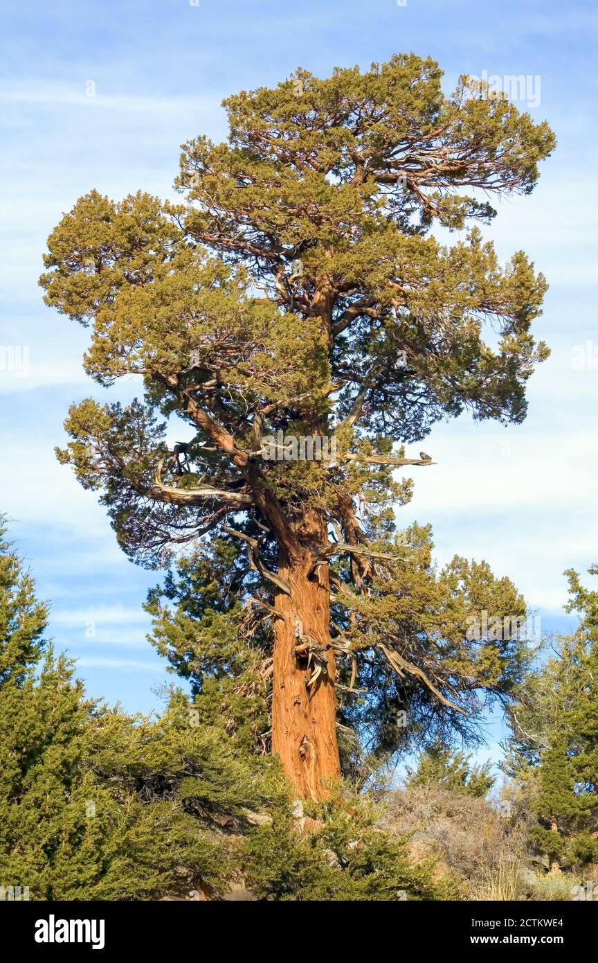 Central Sierra Nevada Mountains, California, USA. The Western Juniper