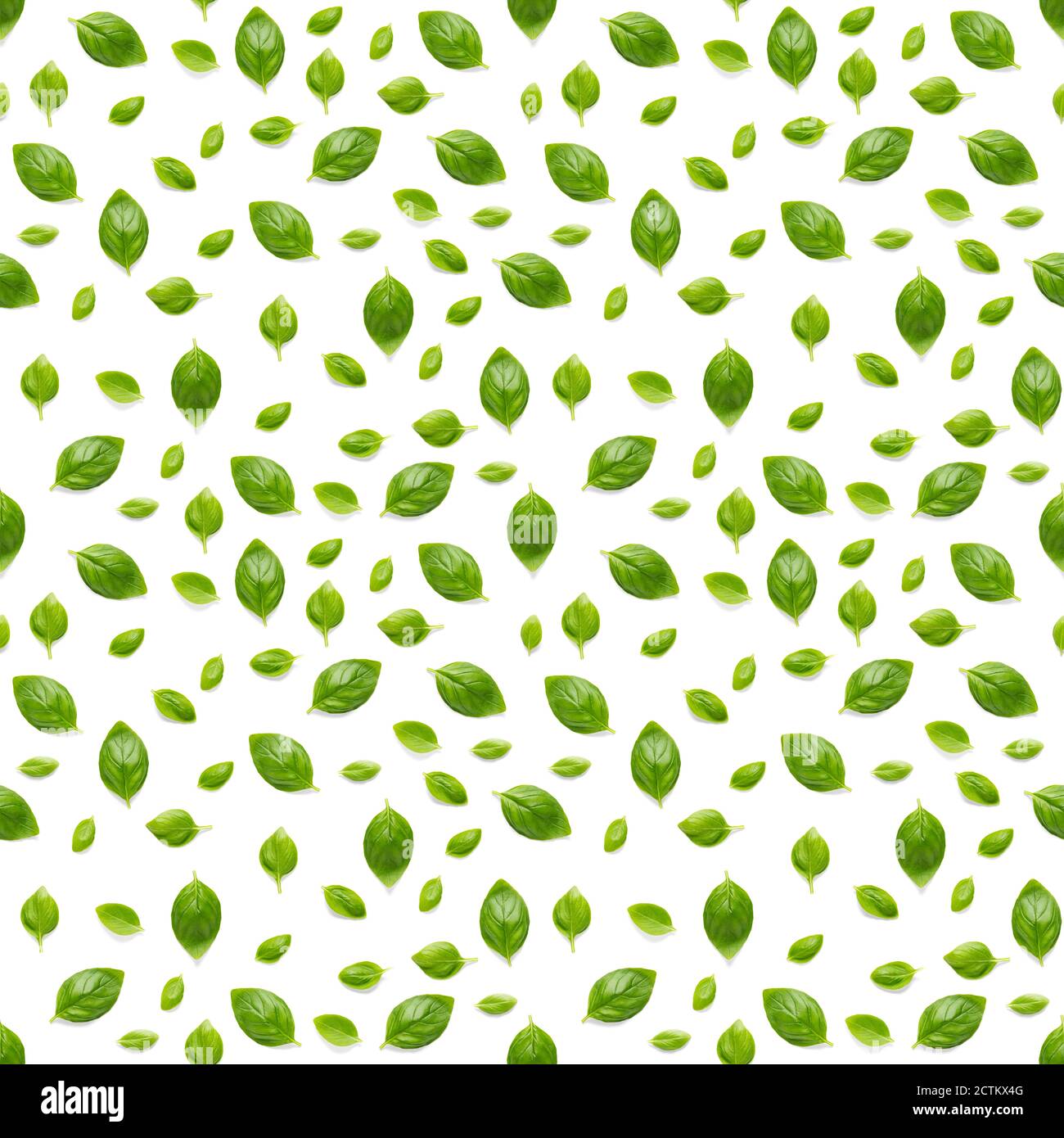 Italian Basil leaf herb seamless pattern on white background, Creative ...