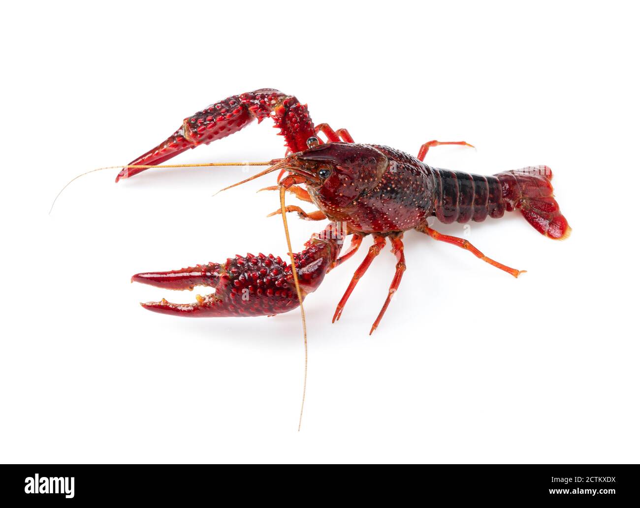American crayfish on a white background Stock Photo