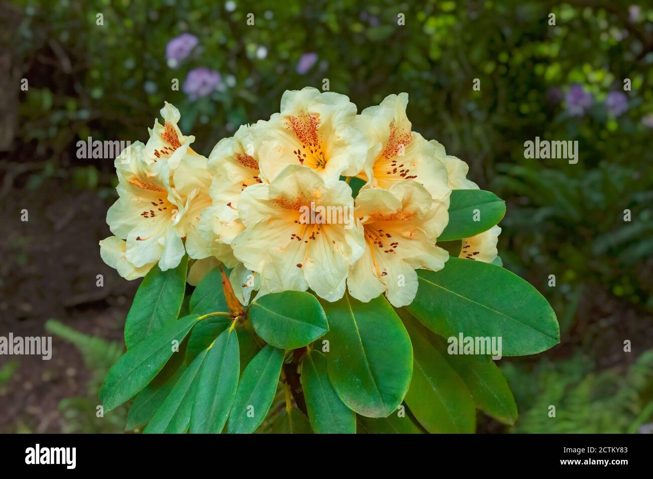 Azalea rhododendron yellow orange hi-res stock photography and images -  Alamy