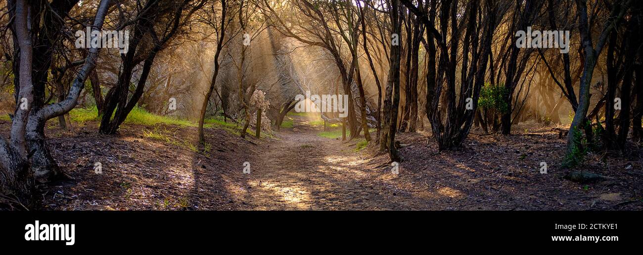 Australian bush track evening light filtering through a grove of Leptospermum laevigatum, coast tea tree, native tree of Windang Beach, NSW Stock Photo