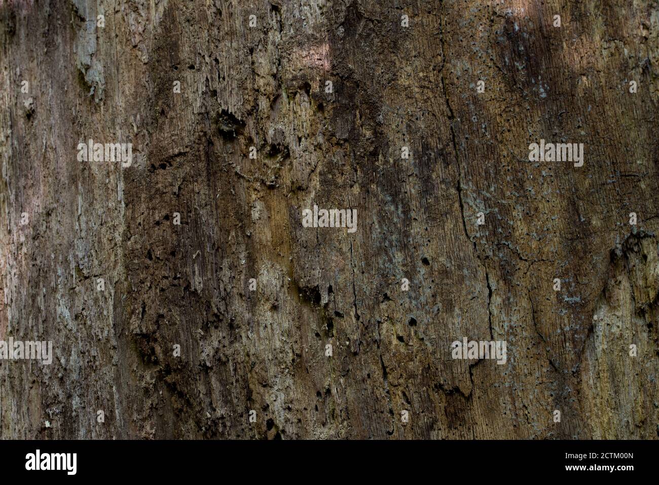 old oak tree deamaged by insects closeup selecive focus Stock Photo