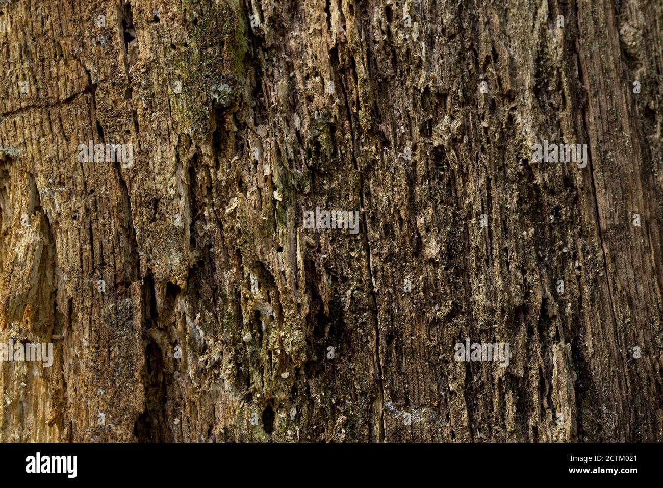 old oak tree deamaged by insects closeup selecive focus Stock Photo