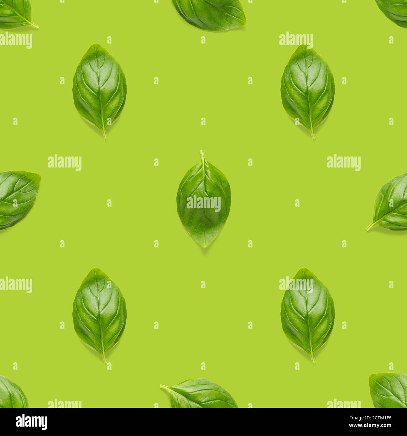Italian Basil leaf herb seamless pattern on green background, Creative ...