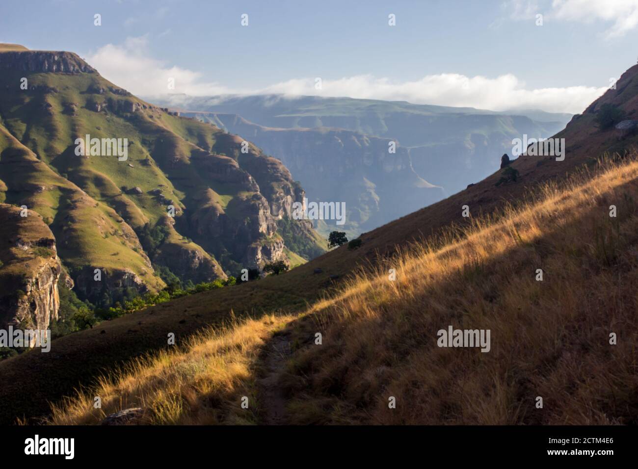 Grasses of south africa hi-res stock photography and images - Alamy