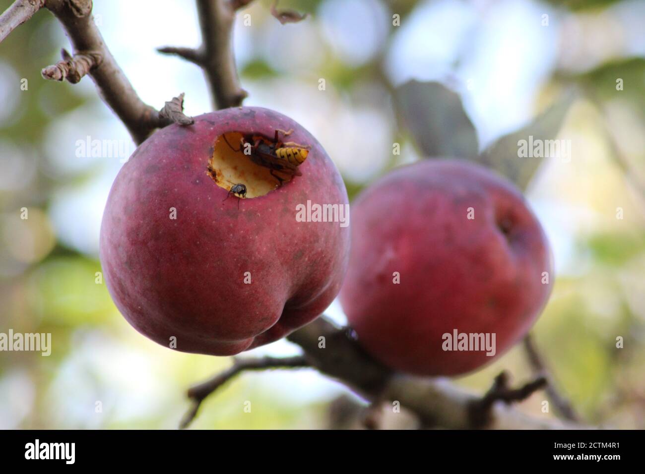 Organic apples with insects Stock Photo - Alamy