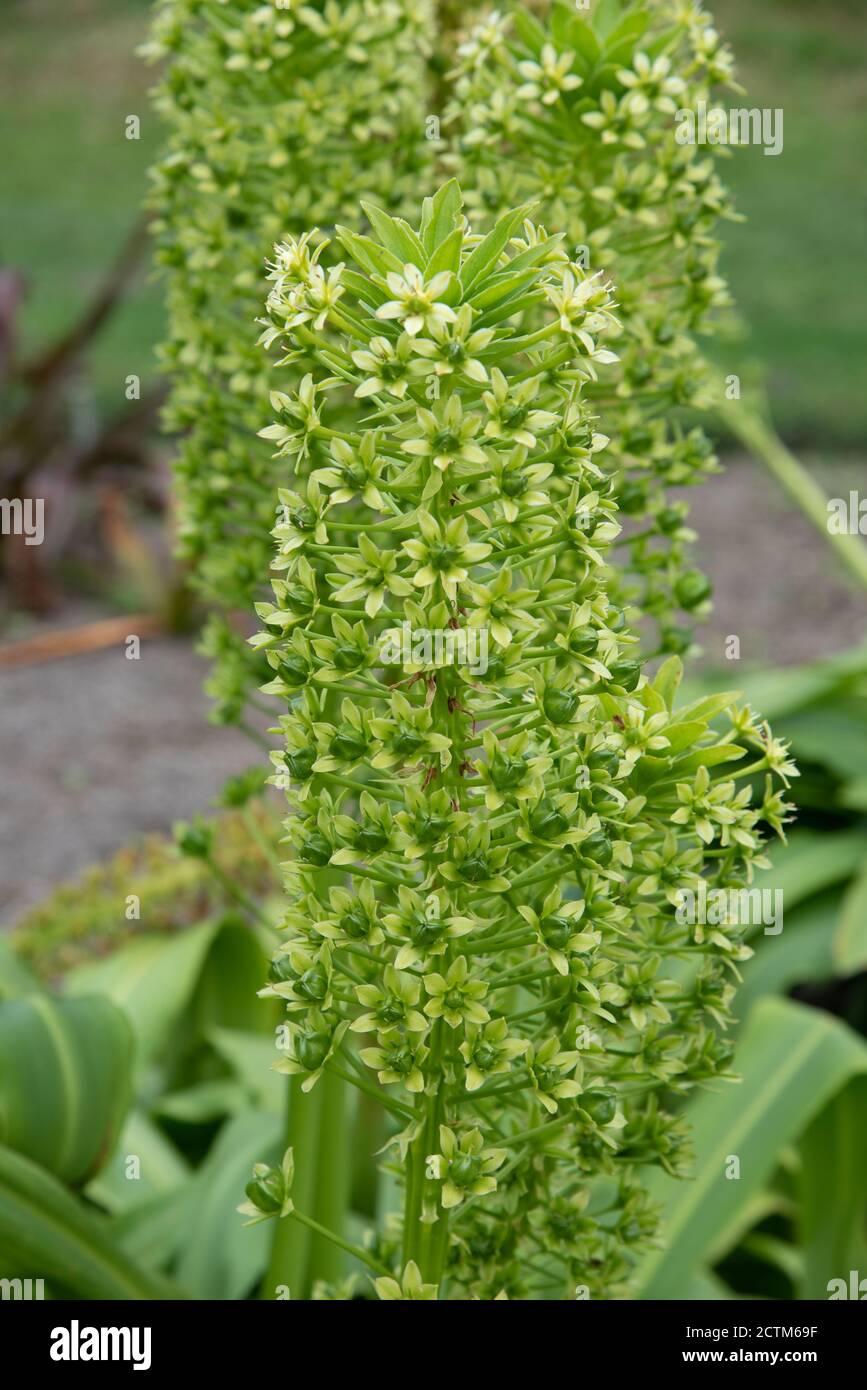 Eucomis pole-evansii when flowers are finished Stock Photo