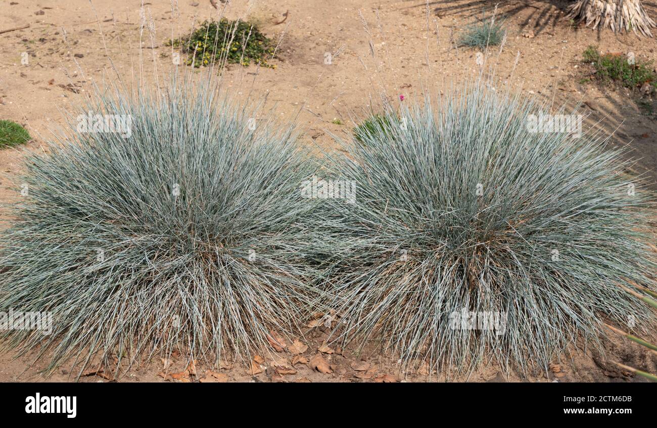 Festuca glauca Intense Blue ('Casblue') Stock Photo