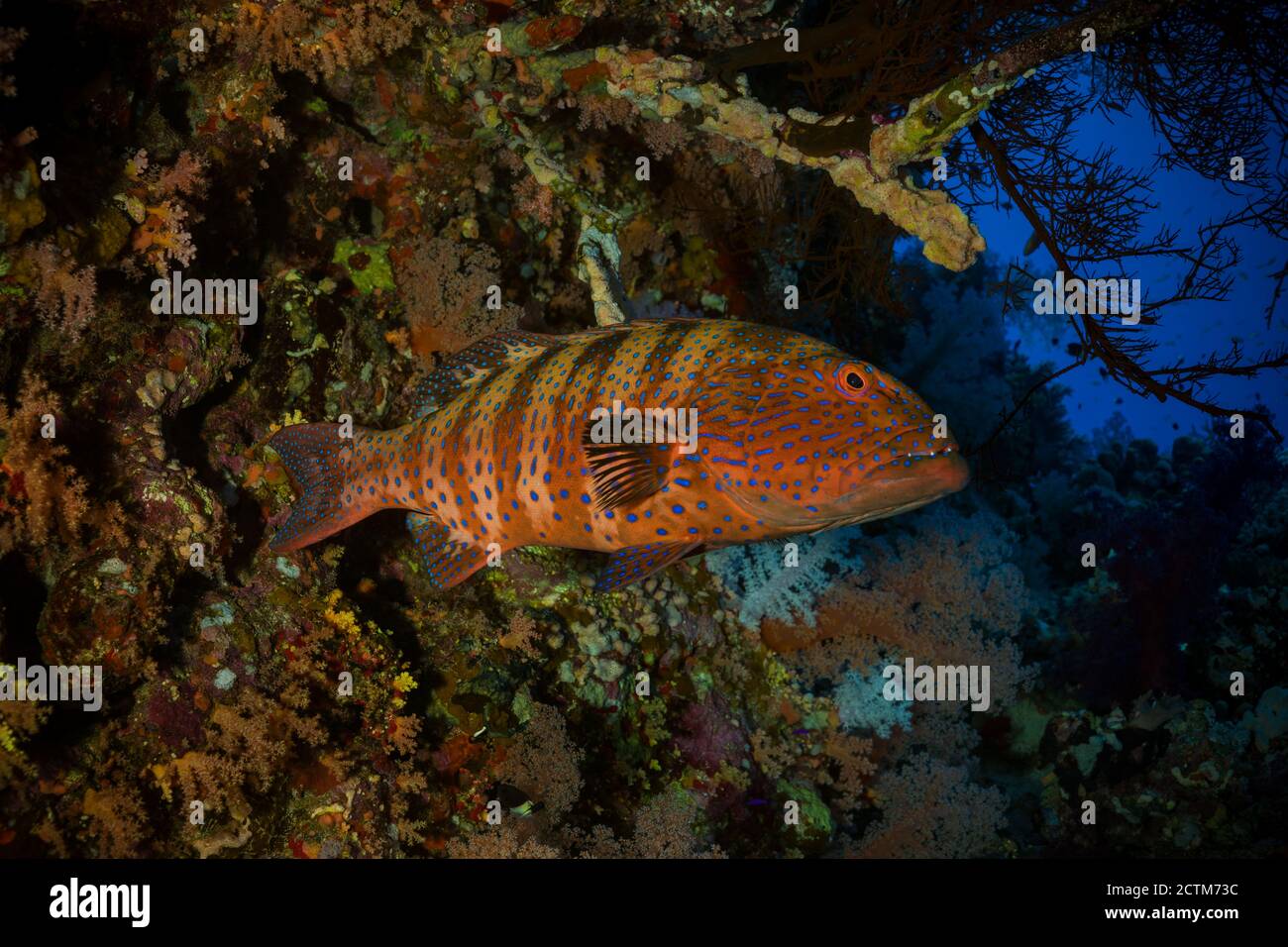 Colorful ocean life on a beautiful background Stock Photo