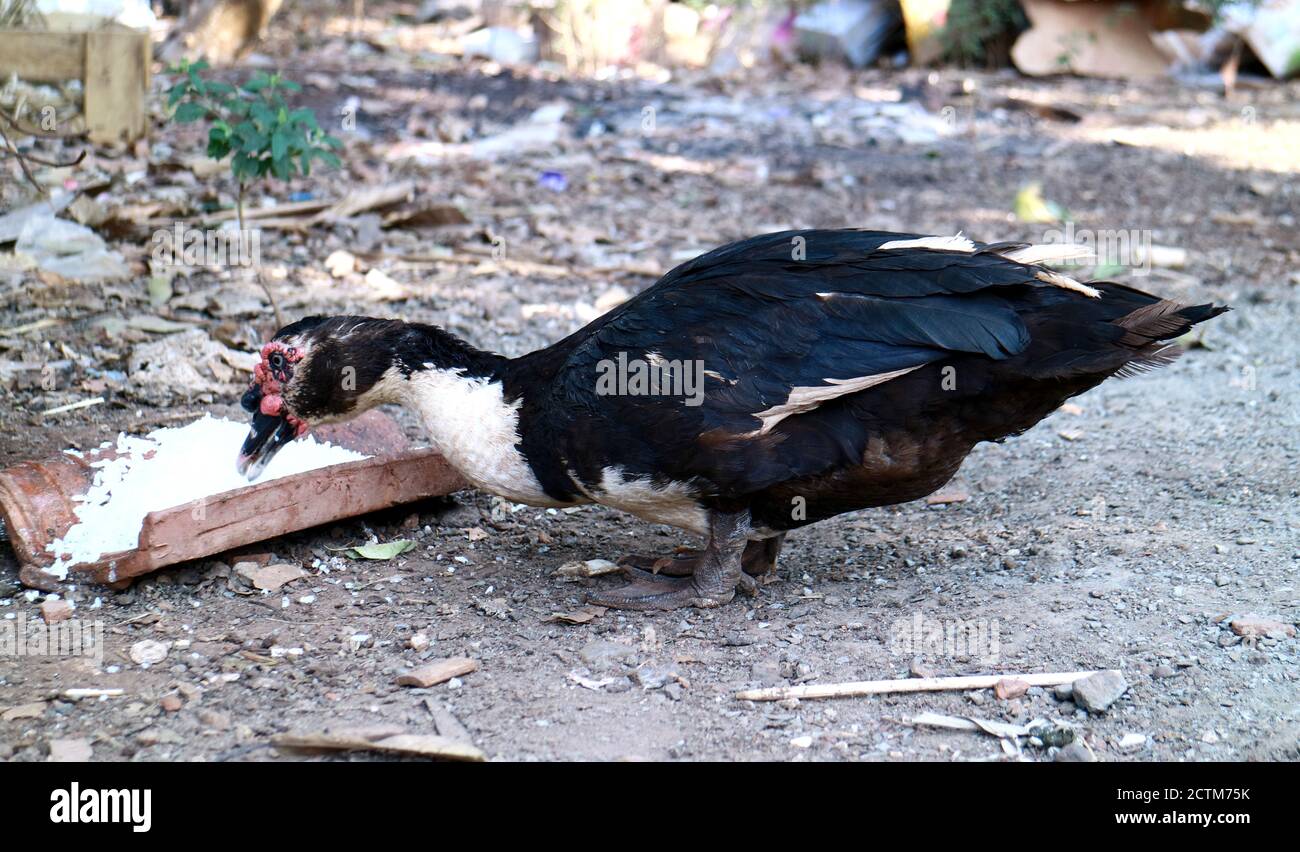 Domestic Muscovy duck (Cairina moschata domestica) eating food in the