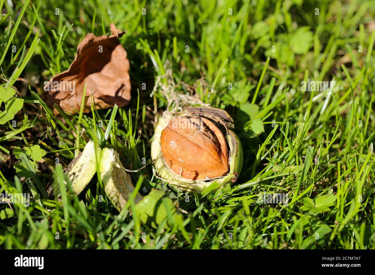 Walnuss baum blatt hi-res stock photography and images - Alamy