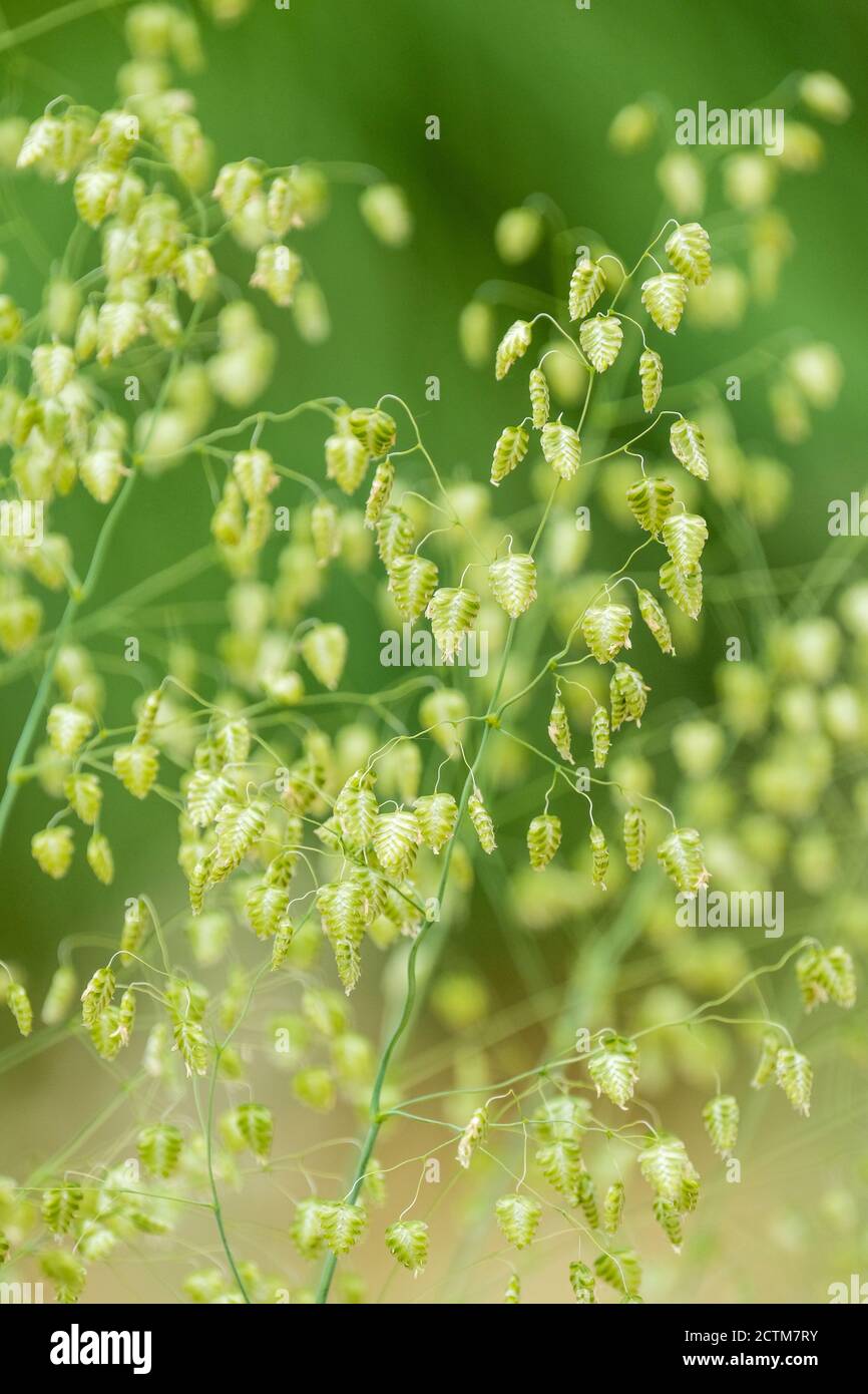 Open panicles of nodding spikelets on slender branches of Briza media 'Golden Bee.' Quaking grass 'Golden Bee' Stock Photo