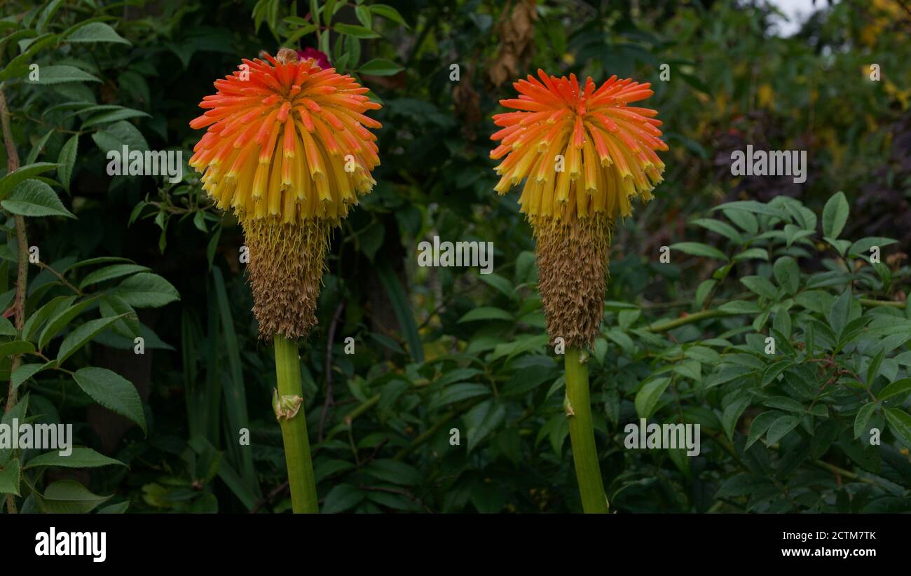 Two beautiful kniphofia or red hot poker flower heads in garden setting Stock Photo
