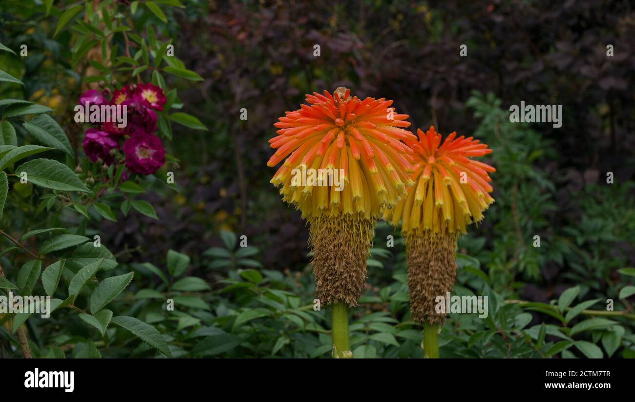 Red hot pokers with foliage in English country garden in autumn Stock Photo