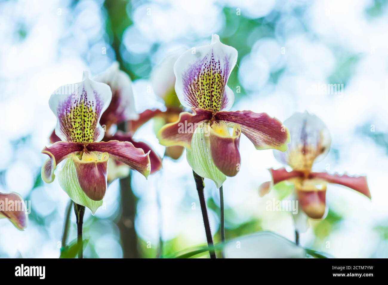 Close-up of Paphiopedilum appletonianum (Gower) Rolfe orchid flowers in full bloom on natural blurred in the background. Stock Photo