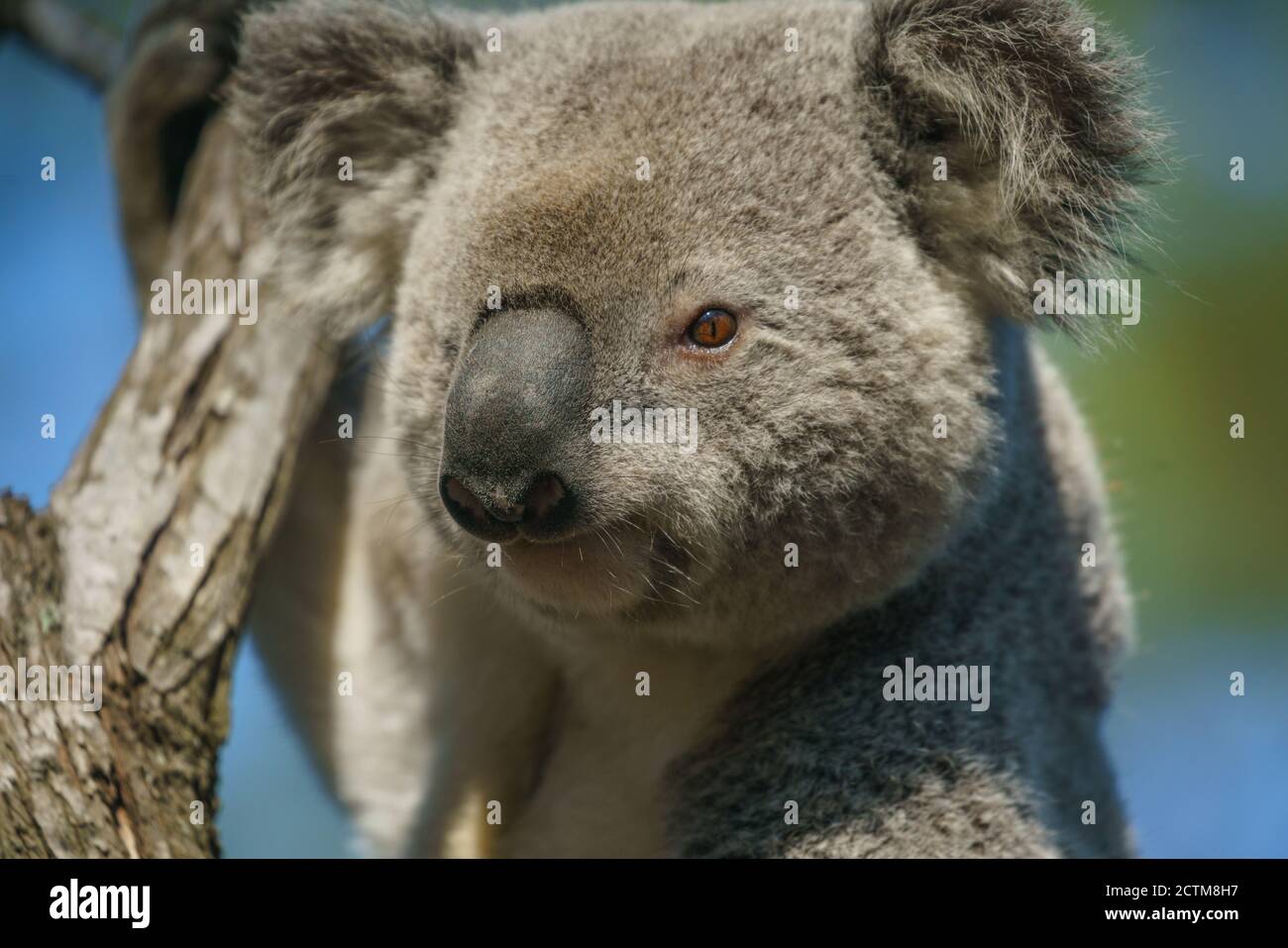 Sydney koala bear hi-res stock photography and images - Alamy