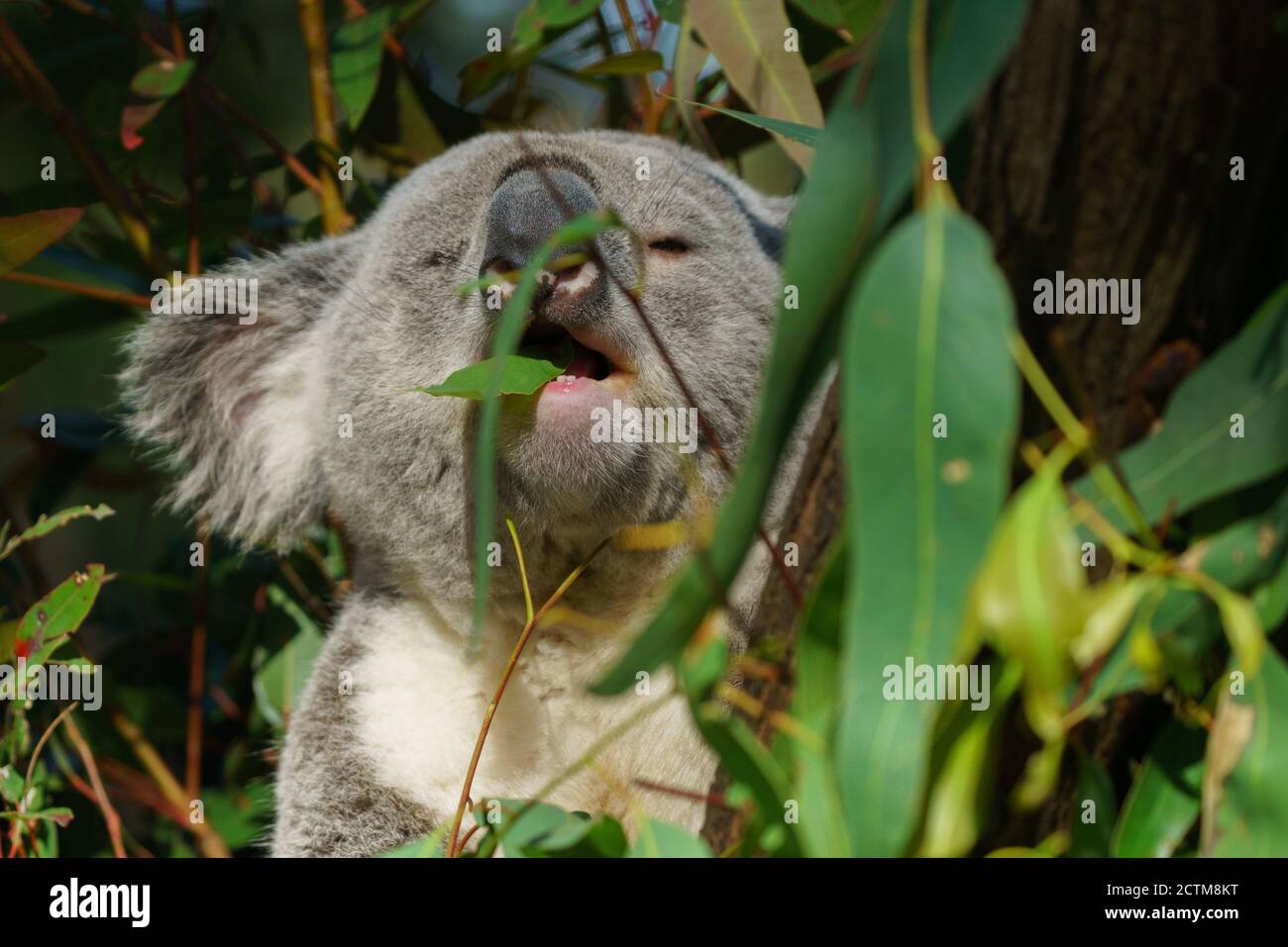 Sydney koala bear hi-res stock photography and images - Alamy