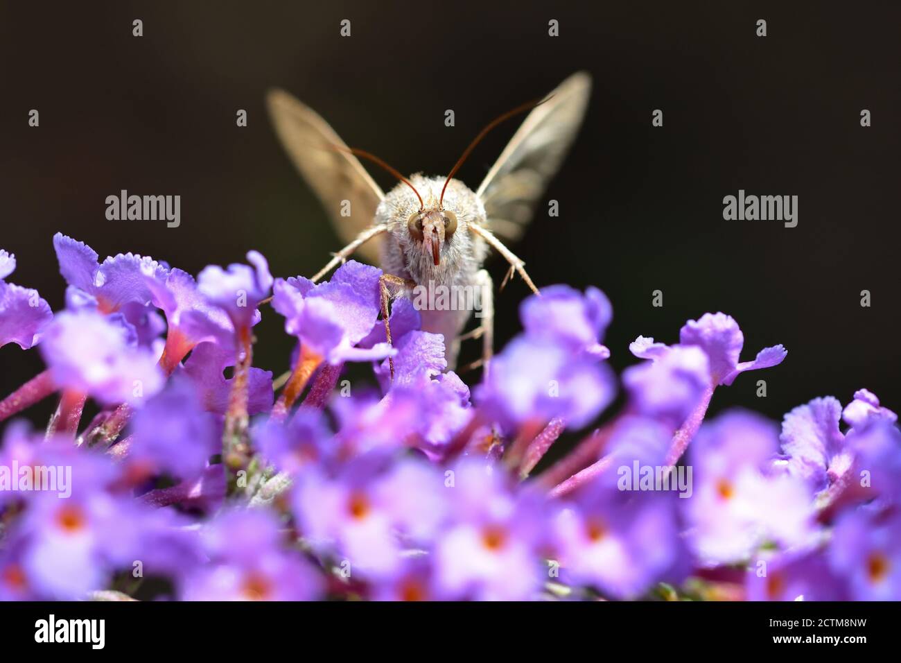 Front macro image of a Buddleja davidii Day Moth on flower. Stock Photo