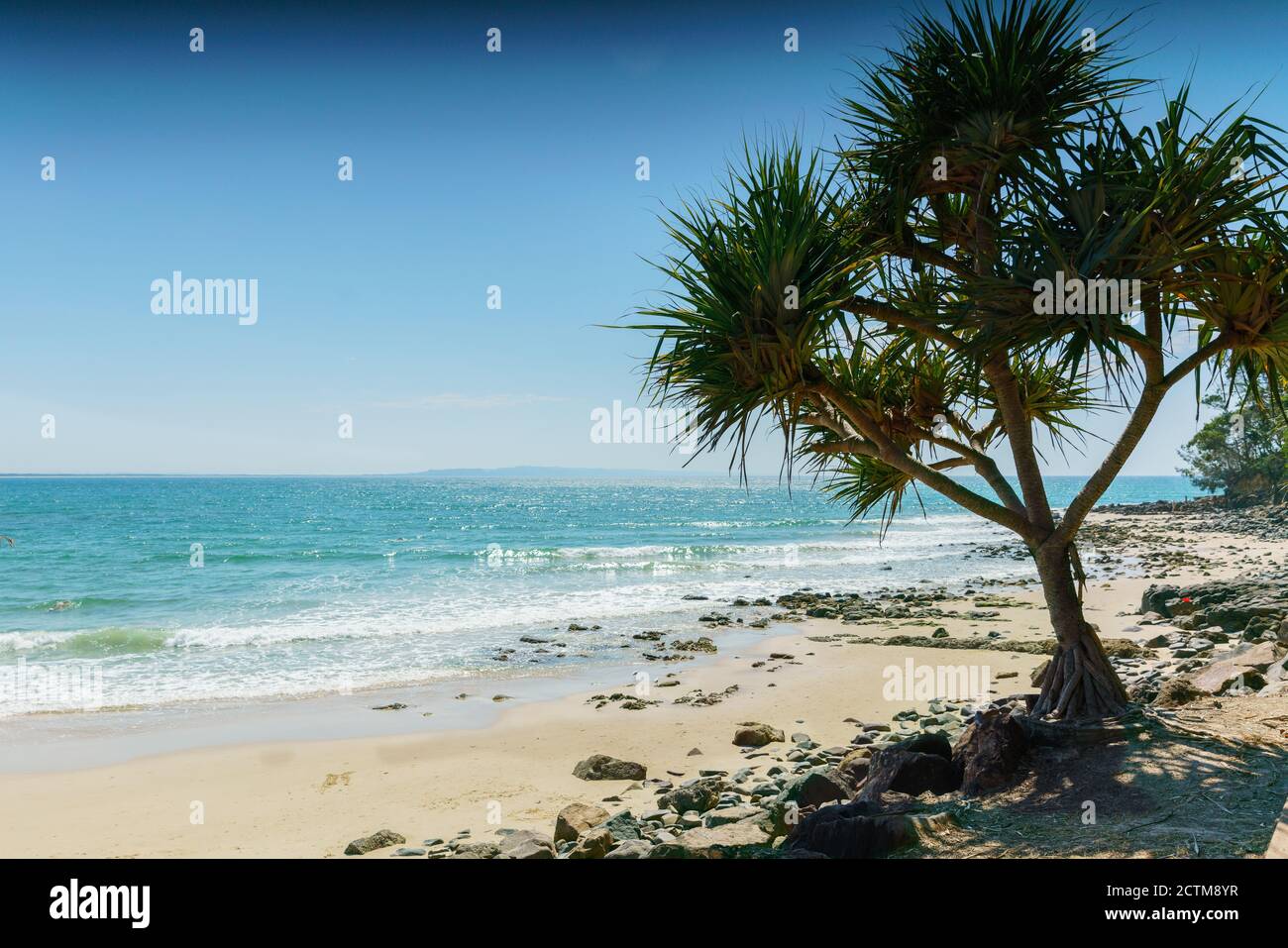 Koala, beach, and darling harbor, Sydney Australia Stock Photo Alamy