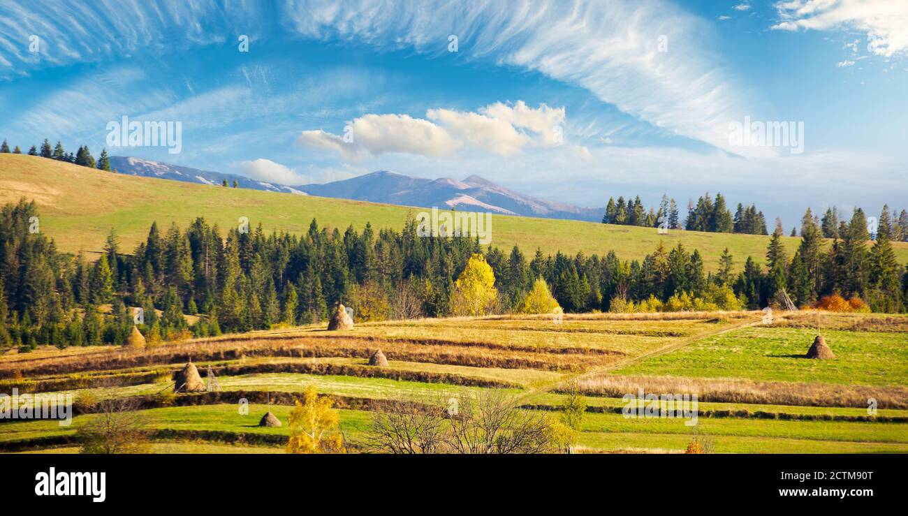 carpathian rural landscape in autumn. beautiful countryside scenery on a sunny day. haystacks on the green fields rolling through hills. trees in fall Stock Photo