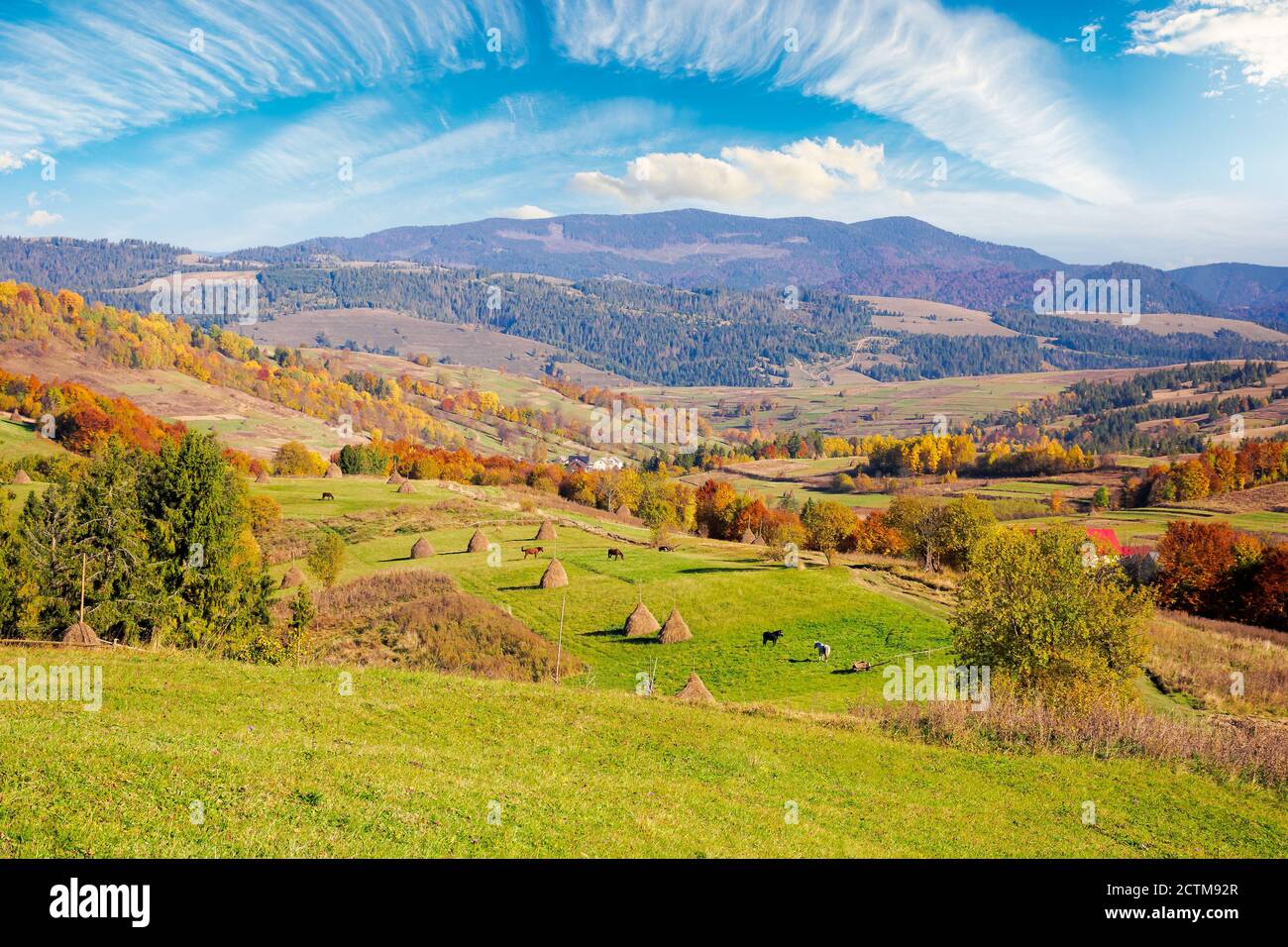 carpathian rural landscape in autumn. beautiful countryside scenery on a sunny day. haystacks on the green fields rolling through hills. trees in fall Stock Photo