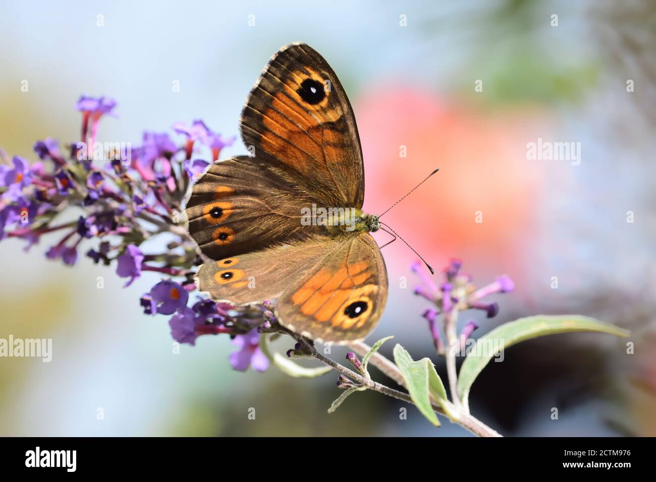 Northern wall brown butterfly (Lasiommata petropolitana) on Buddleja davidii flower. Stock Photo