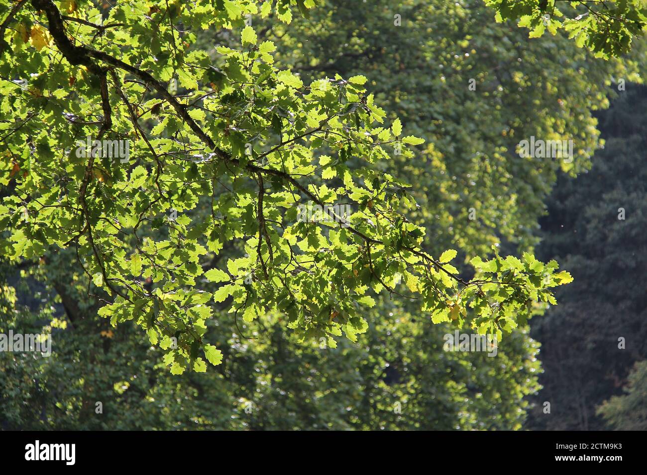 Green leaves in bright sunlight hi-res stock photography and images - Alamy