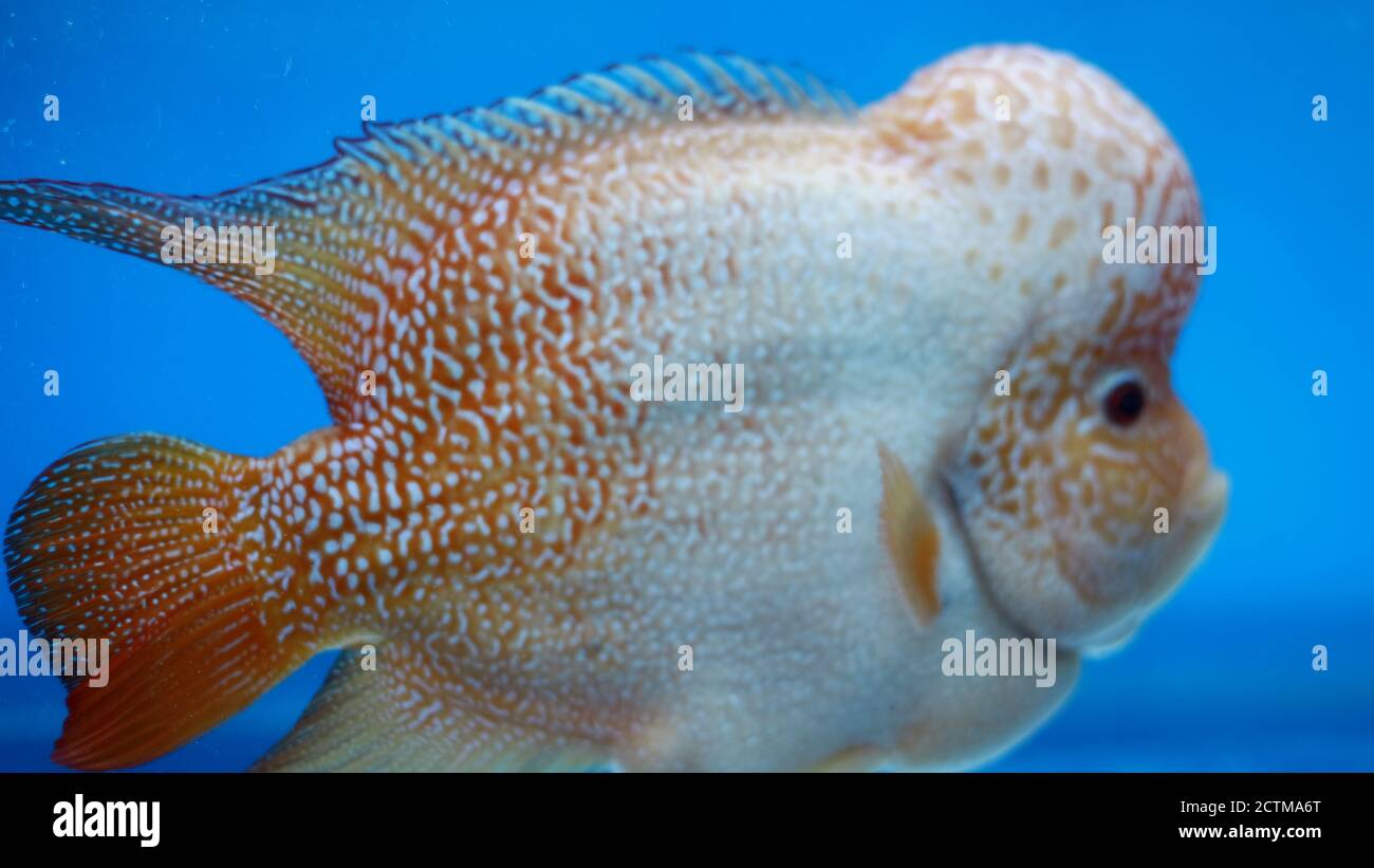 Flowerhorn cichlids or luohan fish in the aquarium. Stock Photo