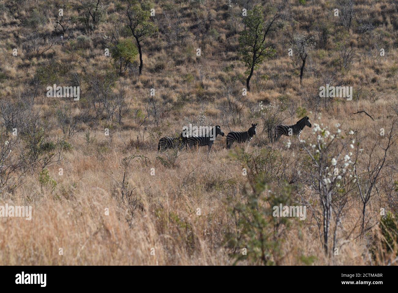 Group zebras on grasslands hi-res stock photography and images - Alamy
