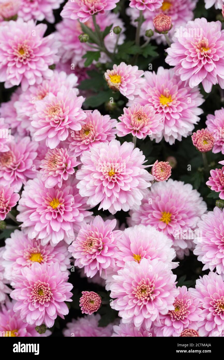 Small flowered pink Chrysanthemum flowers with a yellow centre. Stock Photo