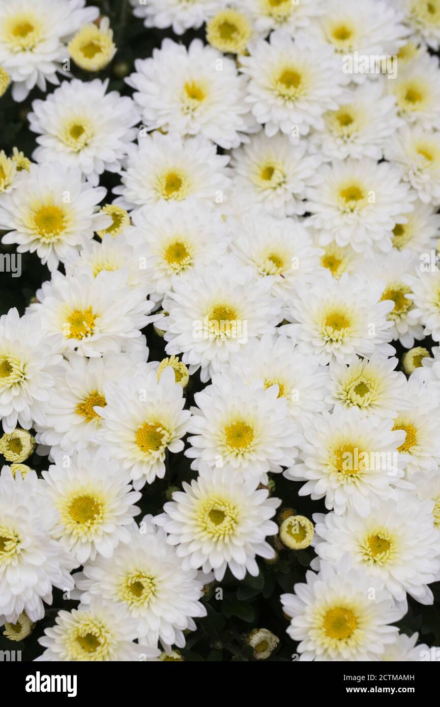 White Chrysanthemum flowers Stock Photo