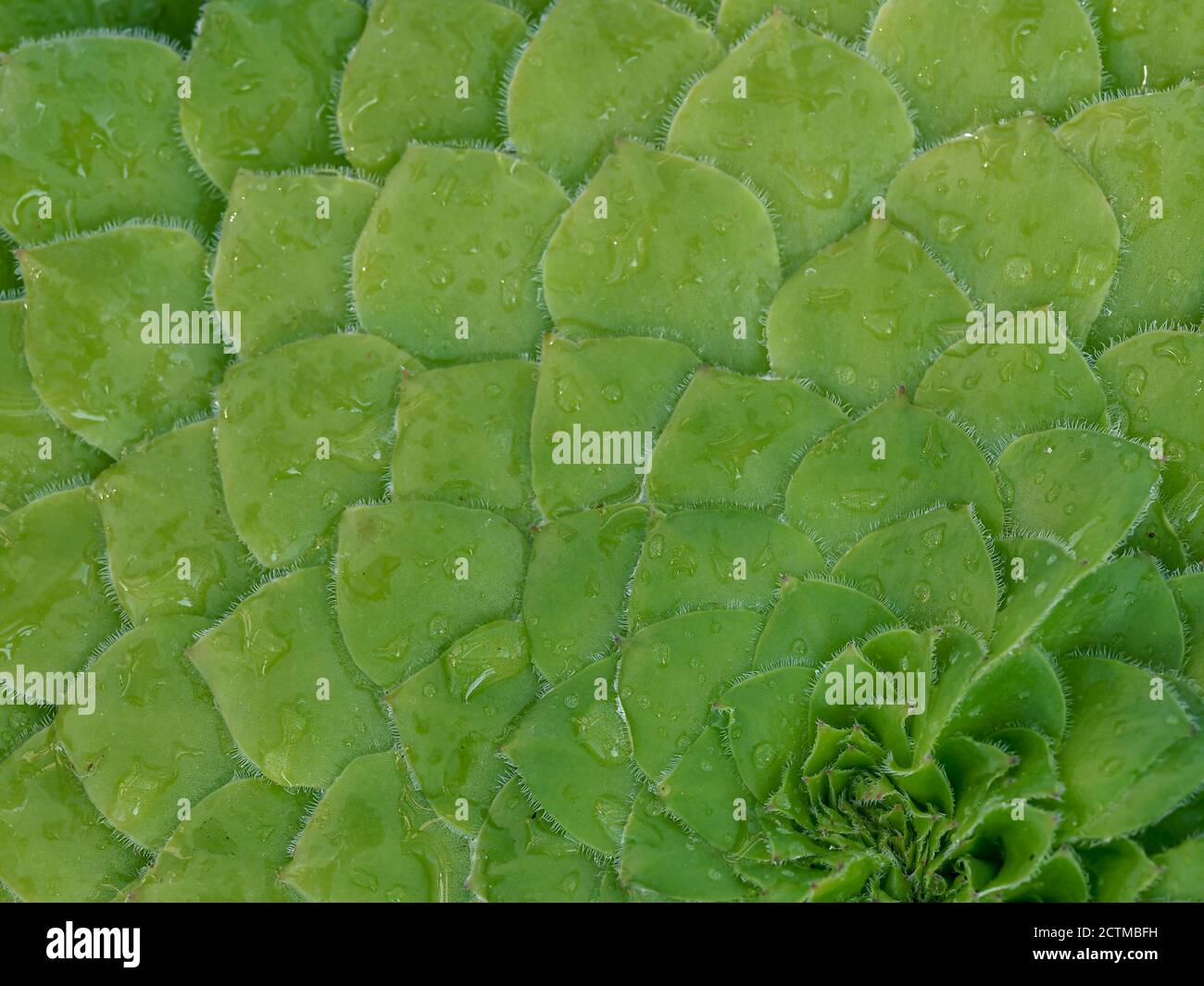 Closeup of the pattern formed by the overlapping green leaves of the succulent plant Aeonium tabuliforme with water droplets Stock Photo