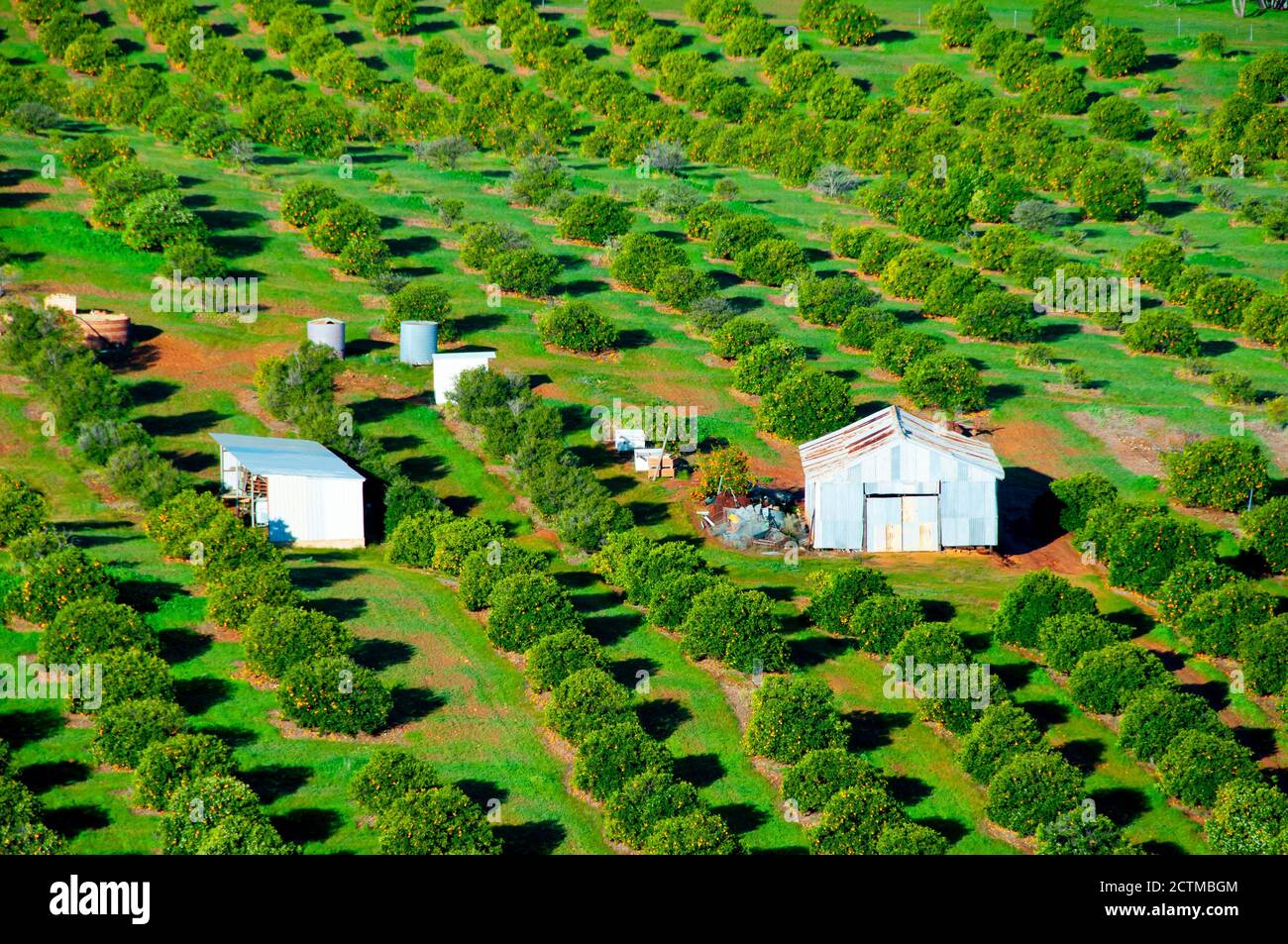 Orange tree plantation hires stock photography and images Alamy