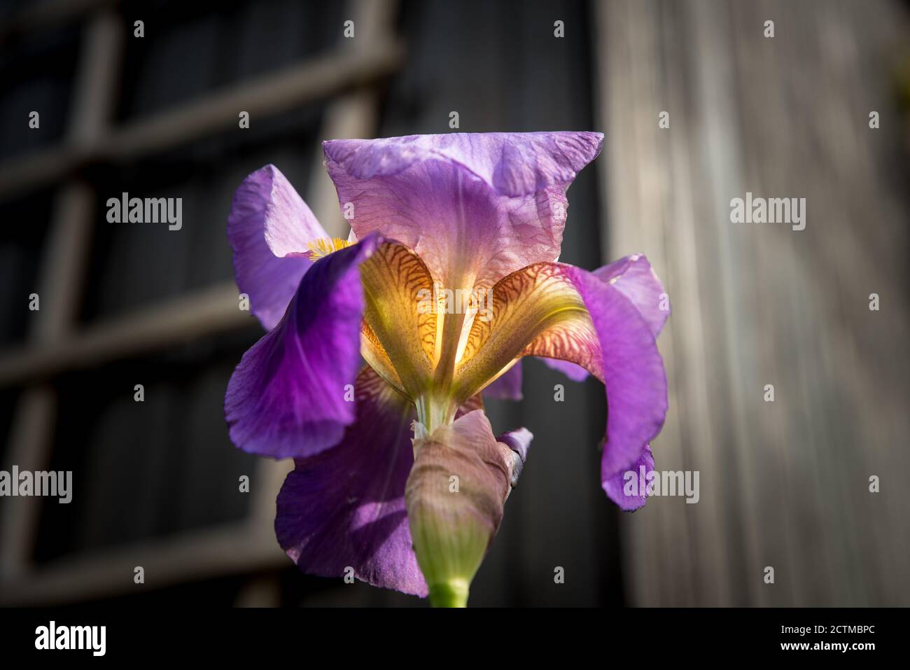 Detail of purple blooming iris Stock Photo