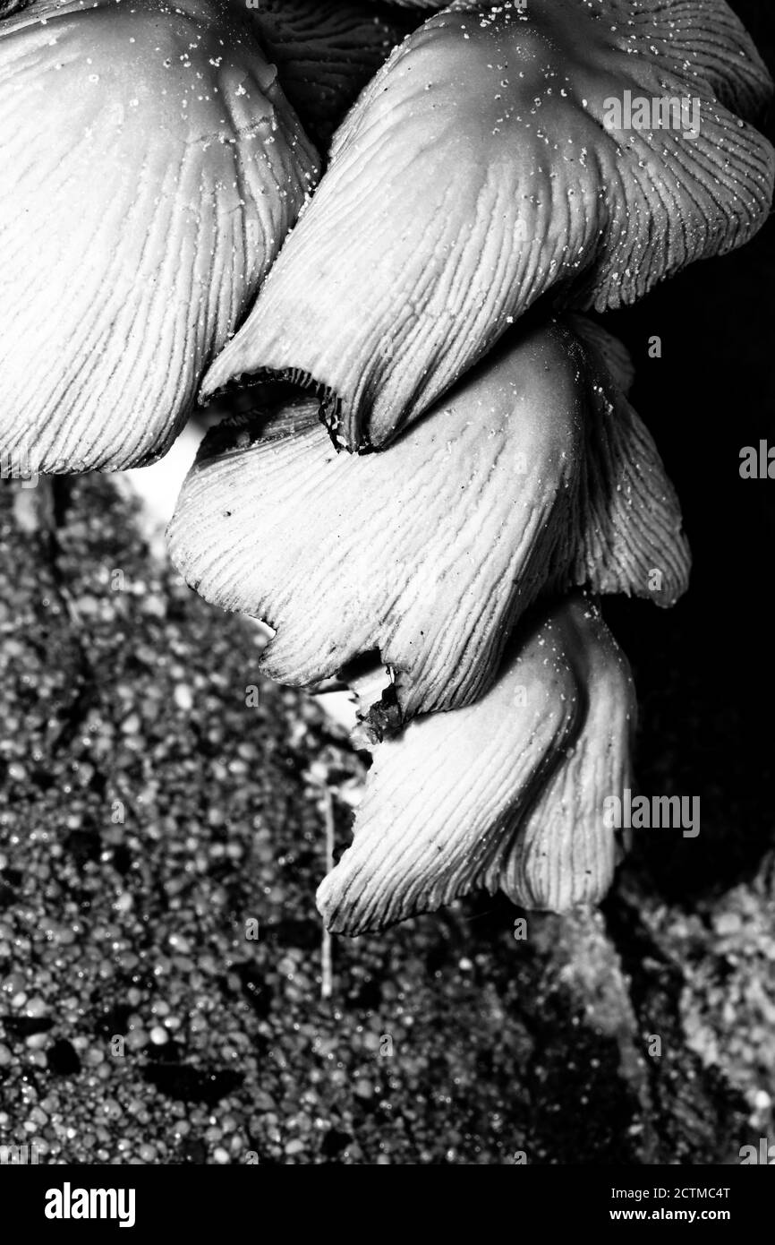 High contrast macro photography texture backgrounds, ground mushrooms Stock Photo