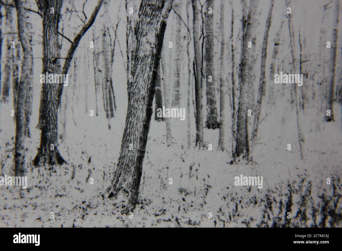 Fine 1970s vintage black and white photography of trees living in the ...
