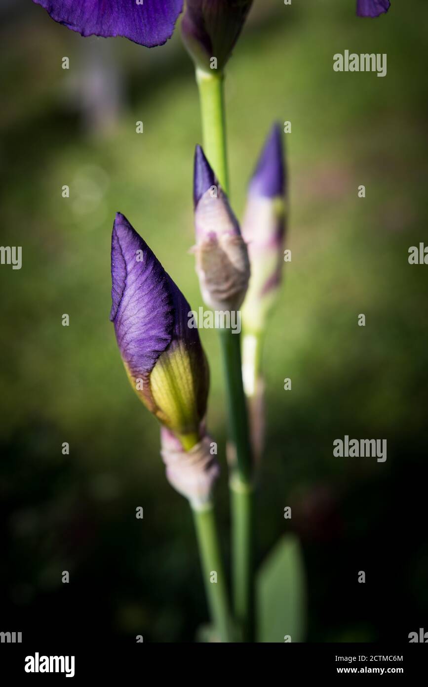 Detail of purple blooming iris Stock Photo