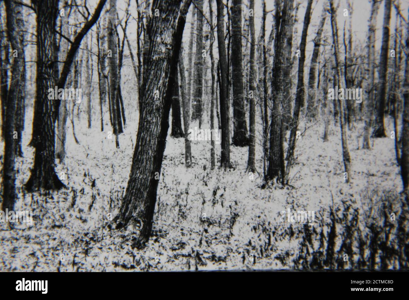Fine 1970s vintage black and white photography of trees living in the ...