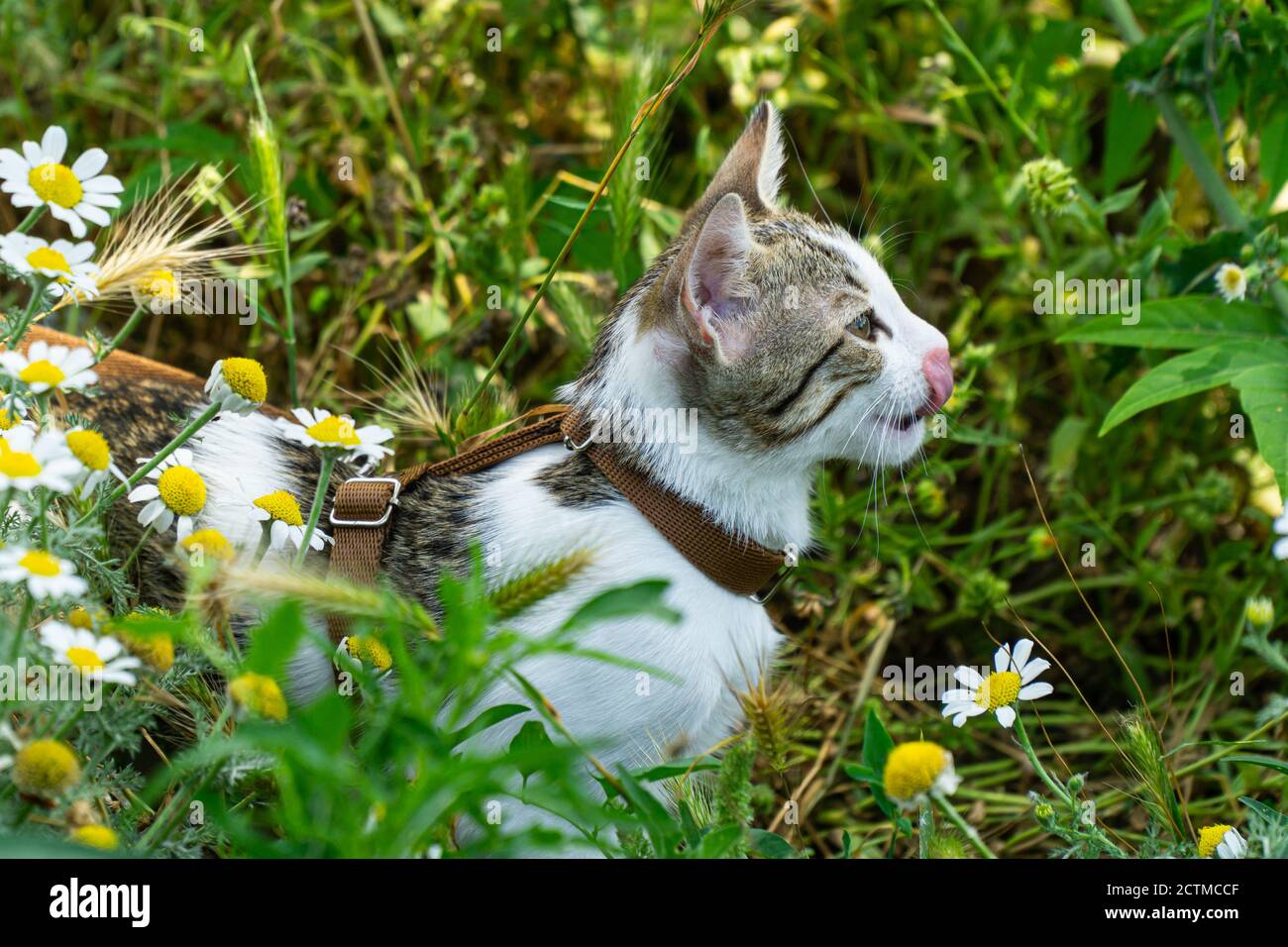 Cute Kitten Enjoying A Morning Walk in Nature Stock Photo - Alamy