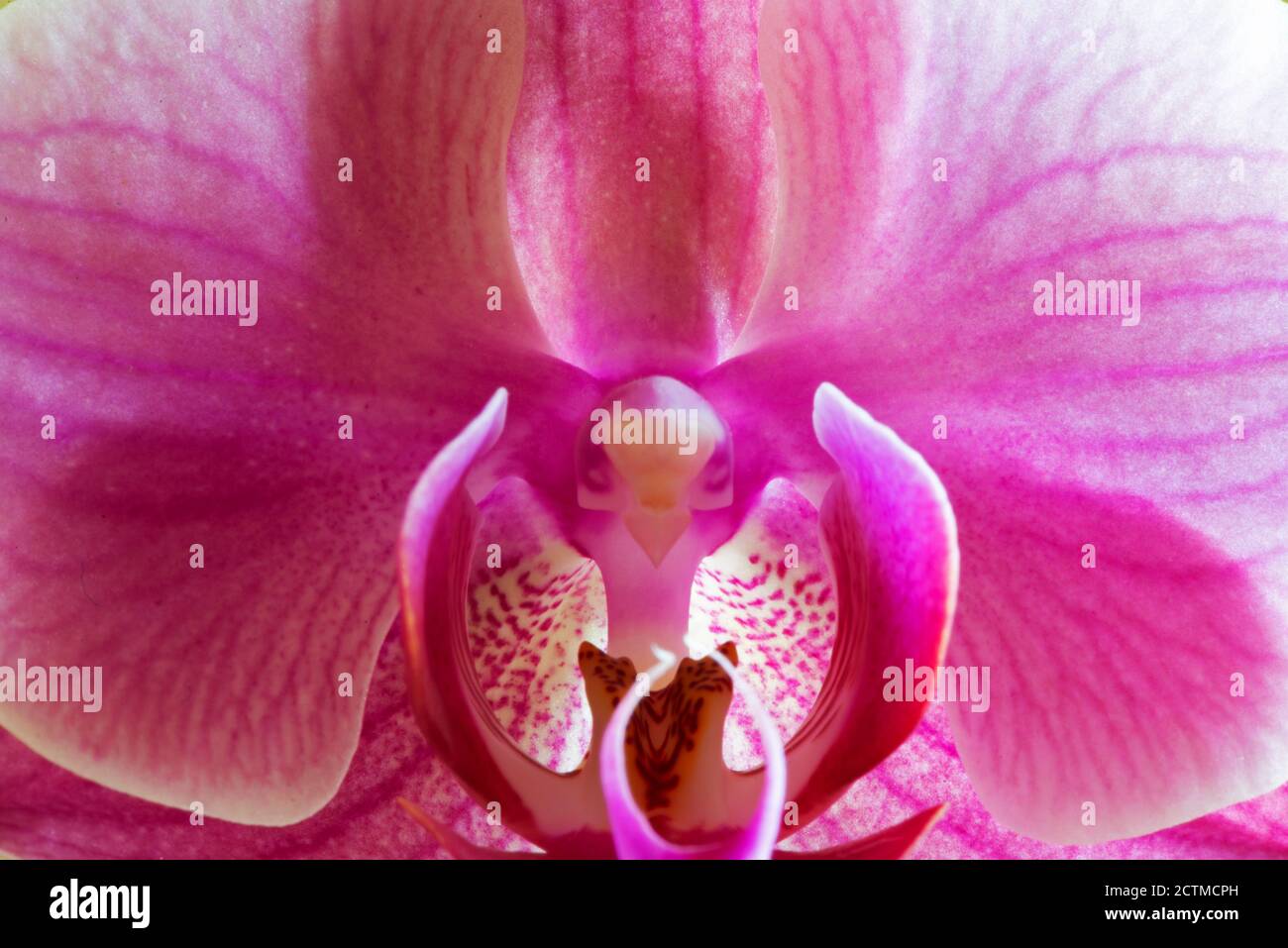 Macro photography of an orchid flower. Stock Photo
