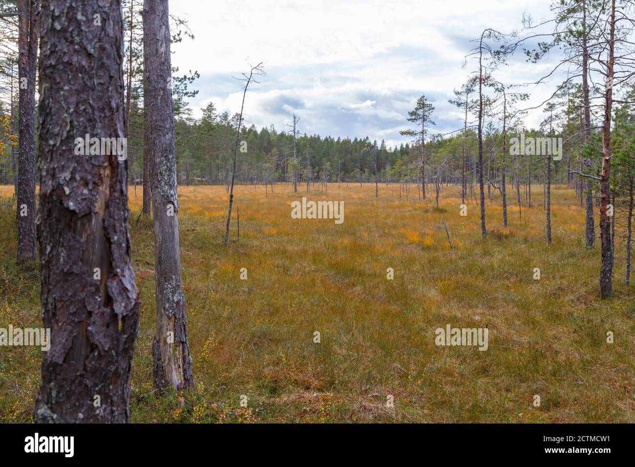 pine-trees-at-a-swamp-at-the-helvetinj-rvi-national-park-in-the