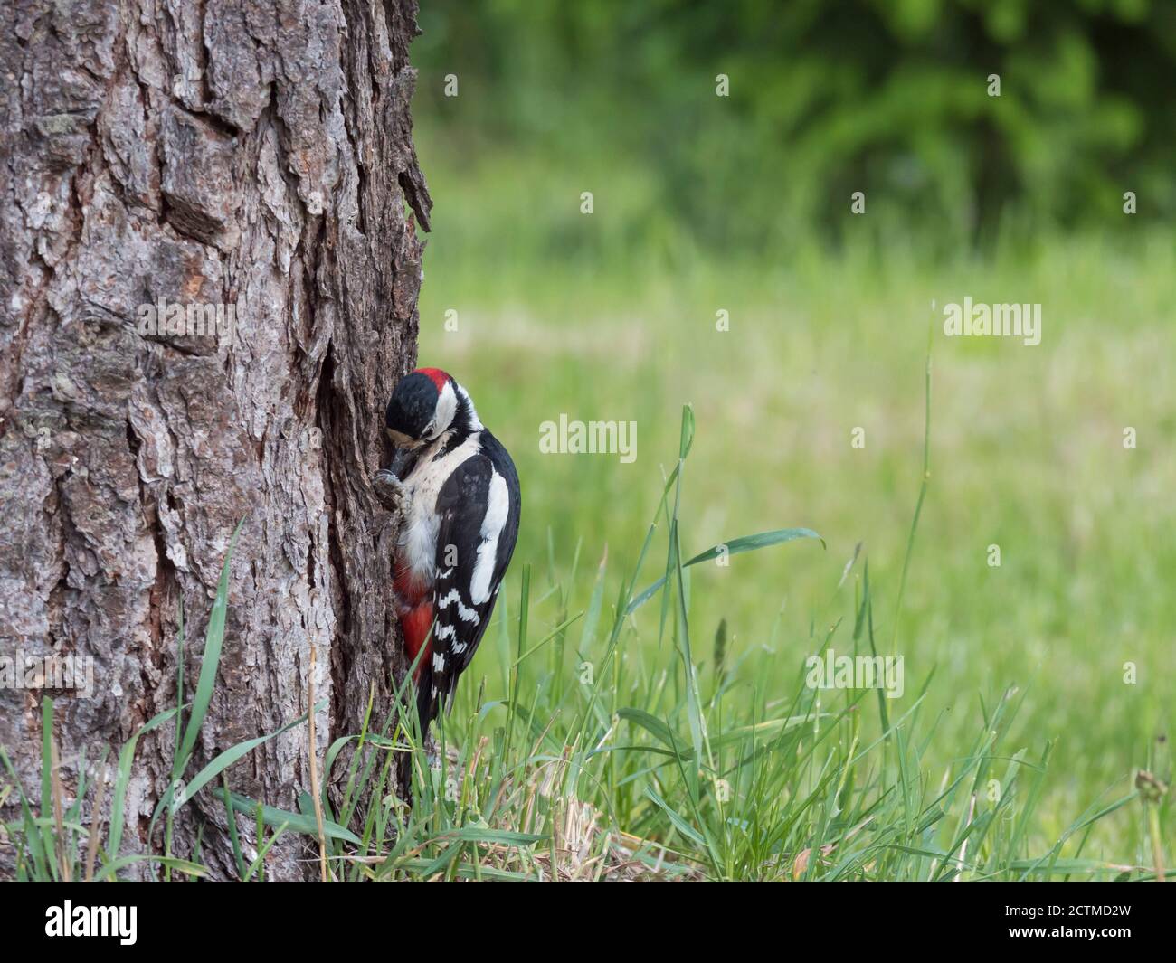 Woodpecker pecking house hi-res stock photography and images - Alamy